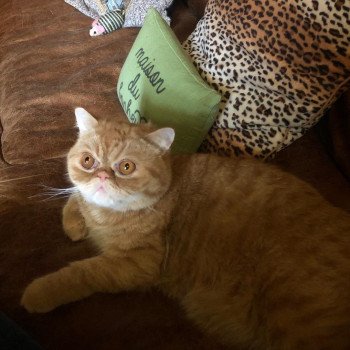 chaton Exotic Shorthair red spotted tabby Tigroux Chatterie Katzarolli chaton Exotic Shorthair red spotted tabby Tigroux Chatterie Katzarolli