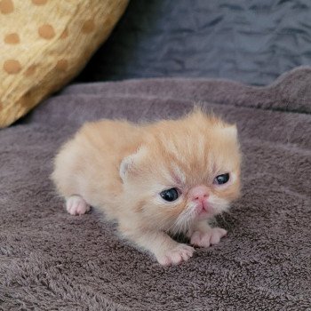 chaton Exotic Shorthair red Chatterie Katzarolli