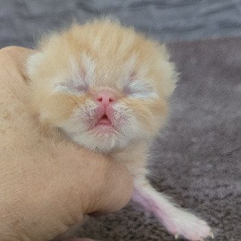 chaton Exotic Shorthair red Chatterie Katzarolli