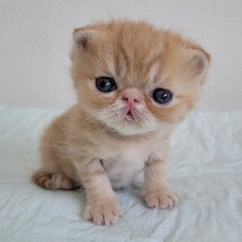 chaton Exotic Shorthair red roux Chatterie Katzarolli