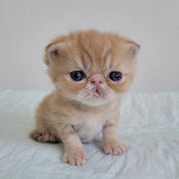 chaton Exotic Shorthair red roux Chatterie Katzarolli