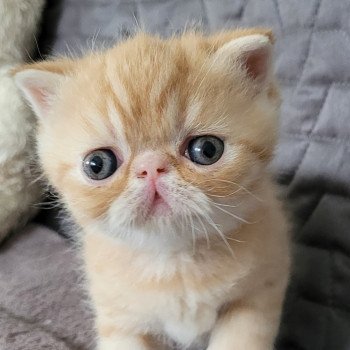 chaton Exotic Shorthair red roux Chatterie Katzarolli