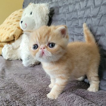 chaton Exotic Shorthair red roux Chatterie Katzarolli