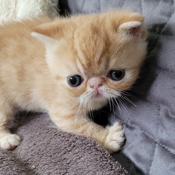 chaton Exotic Shorthair red roux Chatterie Katzarolli