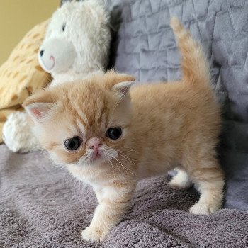 chaton Exotic Shorthair red roux Chatterie Katzarolli