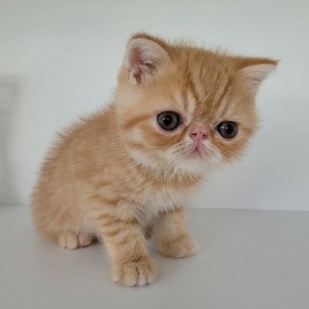 chaton Exotic Shorthair red spotted tabby Umberto Chatterie Katzarolli