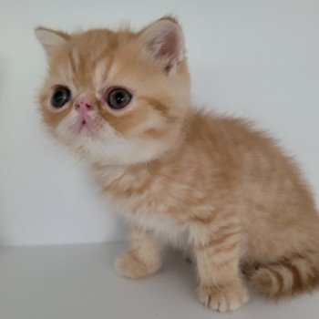 chaton Exotic Shorthair red spotted tabby Umberto Chatterie Katzarolli