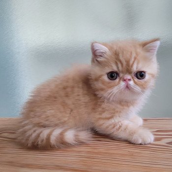 chaton Exotic Shorthair red spotted tabby Umberto Chatterie Katzarolli