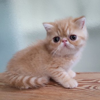 chaton Exotic Shorthair red spotted tabby Umberto Chatterie Katzarolli