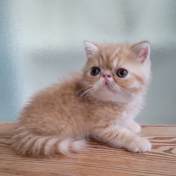 chaton Exotic Shorthair red spotted tabby Umberto Chatterie Katzarolli