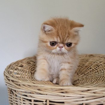 chaton Exotic Shorthair red spotted tabby Umberto Chatterie Katzarolli