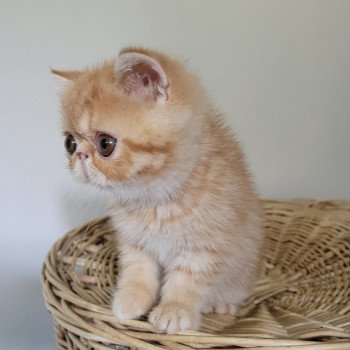 chaton Exotic Shorthair red spotted tabby Umberto Chatterie Katzarolli