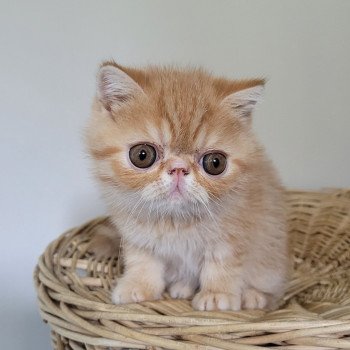 chaton Exotic Shorthair red spotted tabby Umberto Chatterie Katzarolli