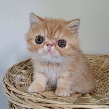 chaton Exotic Shorthair red spotted tabby Umberto Chatterie Katzarolli