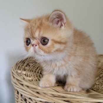 chaton Exotic Shorthair red spotted tabby Umberto Chatterie Katzarolli