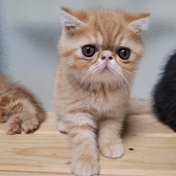 chaton Exotic Shorthair red spotted tabby Umberto Chatterie Katzarolli