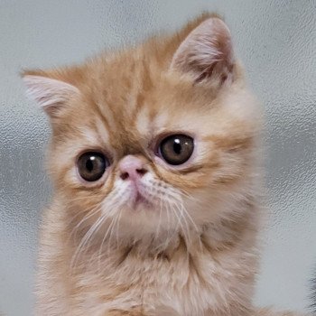 chaton Exotic Shorthair red spotted tabby Umberto Chatterie Katzarolli