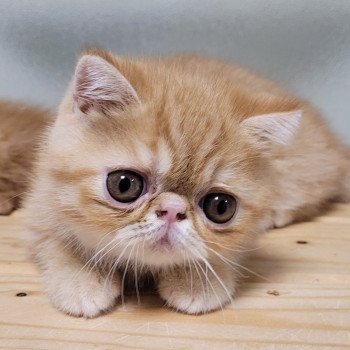 chaton Exotic Shorthair red spotted tabby Umberto Chatterie Katzarolli