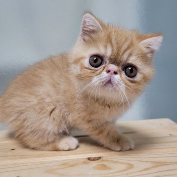 chaton Exotic Shorthair red spotted tabby Umberto Chatterie Katzarolli