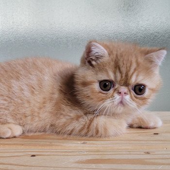 chaton Exotic Shorthair red spotted tabby Umberto Chatterie Katzarolli