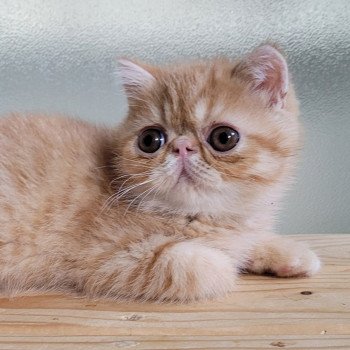 chaton Exotic Shorthair red spotted tabby Umberto Chatterie Katzarolli