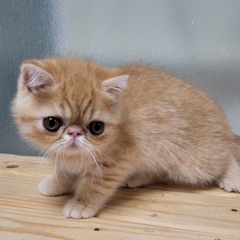 chaton Exotic Shorthair red spotted tabby Umberto Chatterie Katzarolli