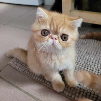 chaton Exotic Shorthair red spotted tabby Umberto Chatterie Katzarolli