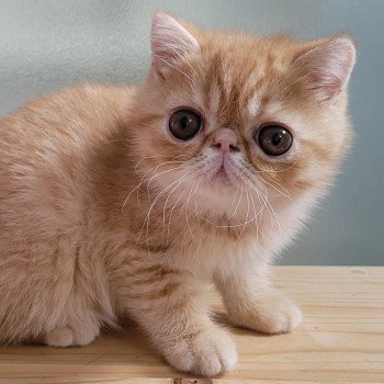 chaton Exotic Shorthair red spotted tabby Umberto Chatterie Katzarolli