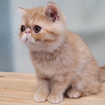 chaton Exotic Shorthair red spotted tabby Umberto Chatterie Katzarolli