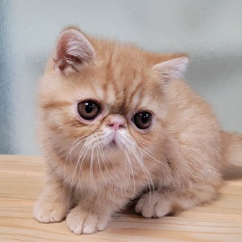 chaton Exotic Shorthair red spotted tabby Umberto Chatterie Katzarolli