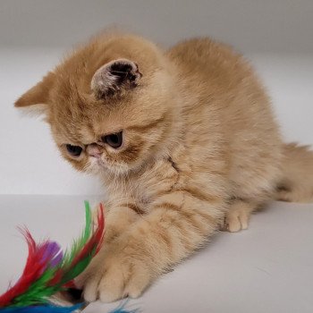 chaton Exotic Shorthair red spotted tabby Umberto Chatterie Katzarolli