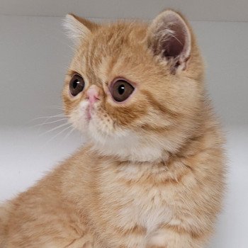 chaton Exotic Shorthair red spotted tabby Umberto Chatterie Katzarolli