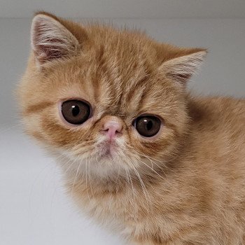 chaton Exotic Shorthair red spotted tabby Umberto Chatterie Katzarolli