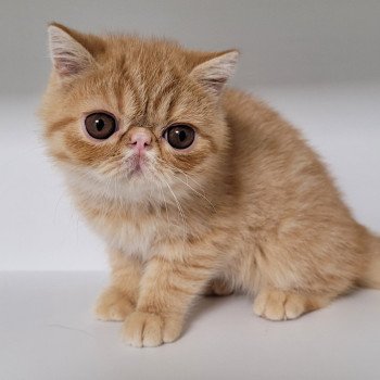 chaton Exotic Shorthair red spotted tabby Umberto Chatterie Katzarolli