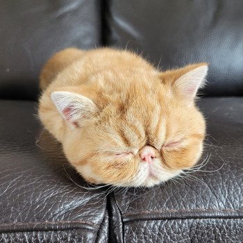 chaton Exotic Shorthair red spotted tabby Umberto Chatterie Katzarolli