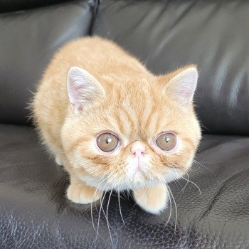 chaton Exotic Shorthair red spotted tabby Umberto Chatterie Katzarolli