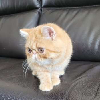 chaton Exotic Shorthair red spotted tabby Umberto Chatterie Katzarolli