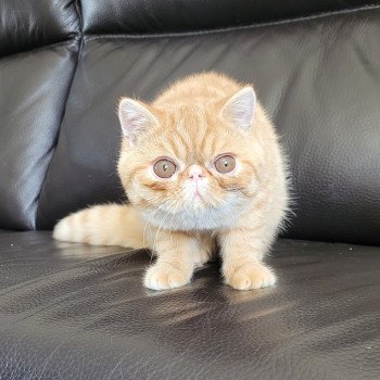 chaton Exotic Shorthair red spotted tabby Umberto Chatterie Katzarolli