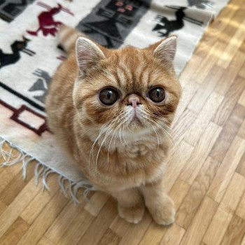 chaton Exotic Shorthair red spotted tabby Umberto Chatterie Katzarolli