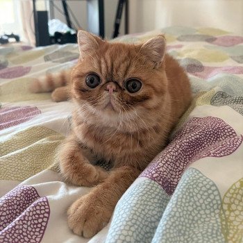 chaton Exotic Shorthair red spotted tabby Umberto Chatterie Katzarolli