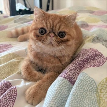 chaton Exotic Shorthair red spotted tabby Umberto Chatterie Katzarolli