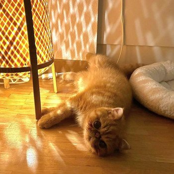 chaton Exotic Shorthair red spotted tabby Umberto Chatterie Katzarolli