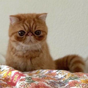 chaton Exotic Shorthair red spotted tabby Umberto Chatterie Katzarolli