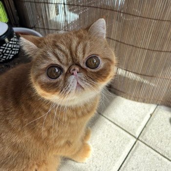 chaton Exotic Shorthair red spotted tabby Umberto Chatterie Katzarolli