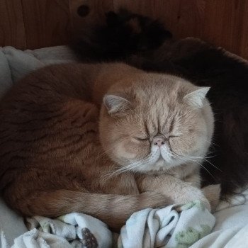 chaton Exotic Shorthair cream Ucello Chatterie Katzarolli