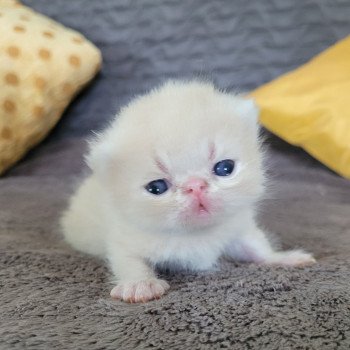 chaton Exotic Shorthair cream Chatterie Katzarolli