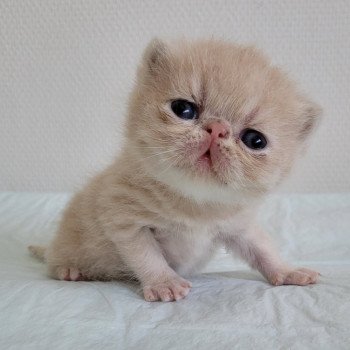 chaton Exotic Shorthair cream creme Chatterie Katzarolli