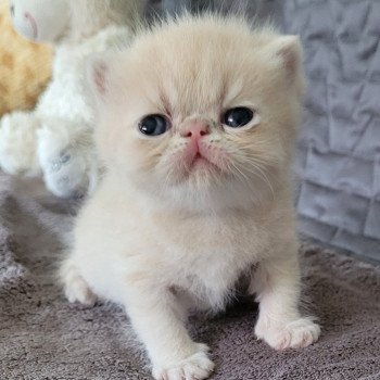 chaton Exotic Shorthair cream creme Chatterie Katzarolli