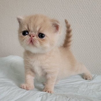 chaton Exotic Shorthair cream creme Chatterie Katzarolli