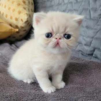 chaton Exotic Shorthair cream creme Chatterie Katzarolli